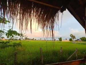 Bak Khampharn rice field restaurant